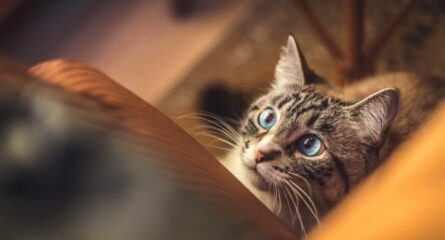 iubire-fata-de-pisici