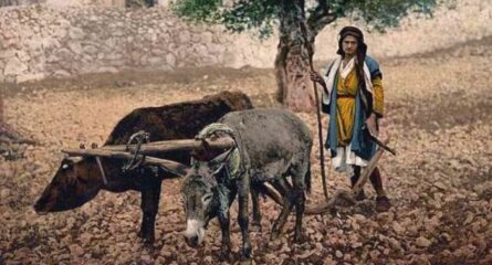 pilda-magarul-si-boul